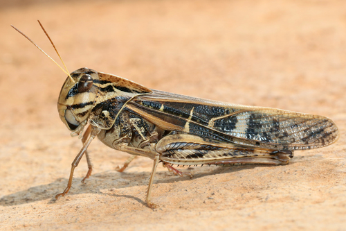 Gastrimargus africanus
