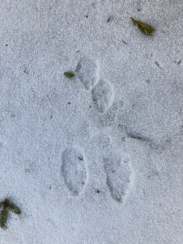 Snowshoe Hare observed by teafinch