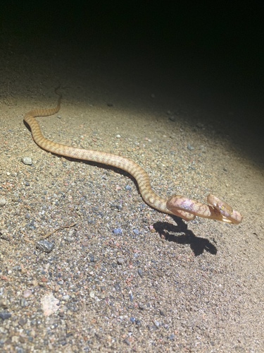 Brown Tree Snake sighting