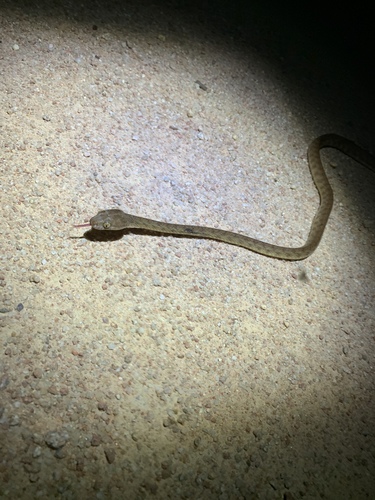 Brown Tree Snake sighting