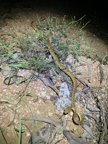 Brown Tree Snake sighting