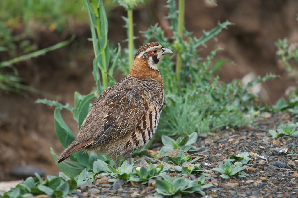 Tibetan Partridge photo