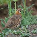 Tibetan Partridge - Photo (c) HUANG QIN, all rights reserved, uploaded by HUANG QIN