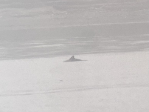 Harbour Porpoise observed by william_cranny