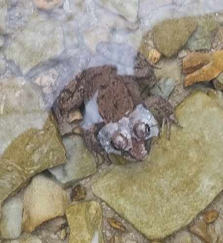 Green Frog observed by laburnum69