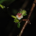 Rufodorsia intermedia - Photo (c) Eric Moody, כל הזכויות שמורות, הועלה על ידי Eric Moody