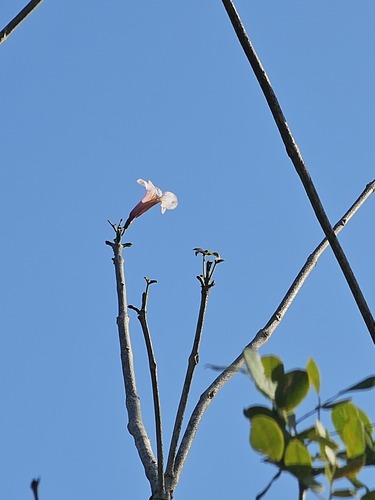 White Ipê
