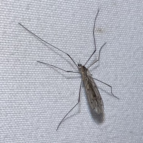 Unknown species found near Sheridan St, Memphis, TN, US