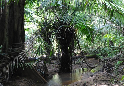 Elaeis oleifera - Whole tree