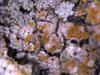 Nectriopsis rubefaciens - Photo (c) Samuel Brinker, all rights reserved, uploaded by Samuel Brinker