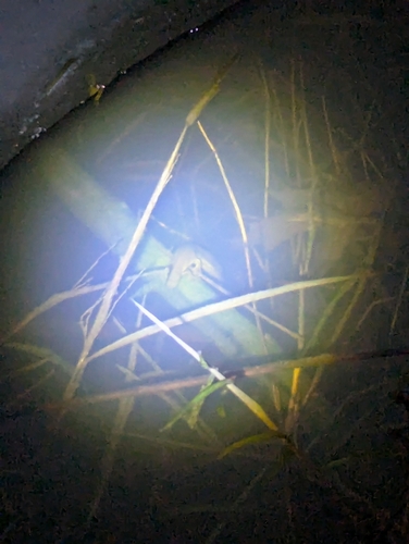 Red-spotted Newt observed by a1dan_see