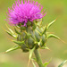 Milk Thistle - Photo (c) Juan Carlos Garcia Morales, all rights reserved