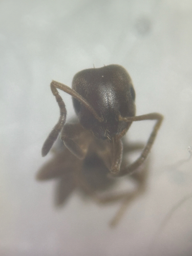 Brachymyrmex attenuatusBrachymyrmex attenuatus