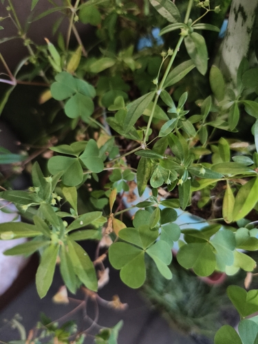 Creeping Woodsorrel