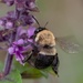 Blueberry Digger Bee - Photo (c) Laura Zurro, all rights reserved, uploaded by Laura Zurro
