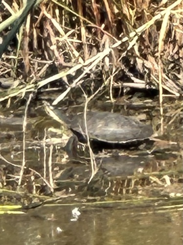 Emydura macquarii