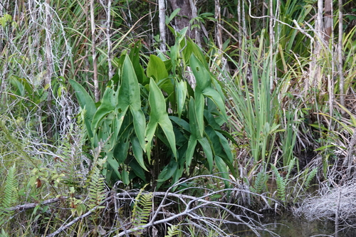 Dracontioides desciscens