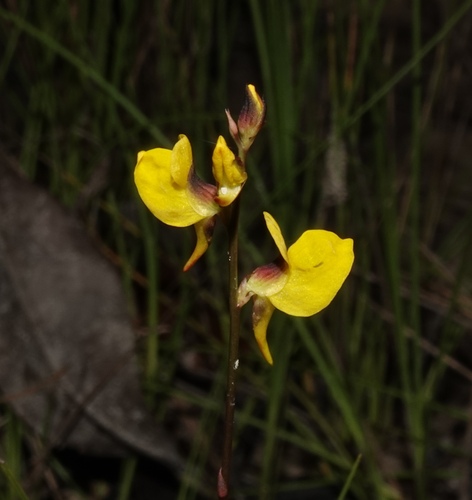 Rush bladderwort