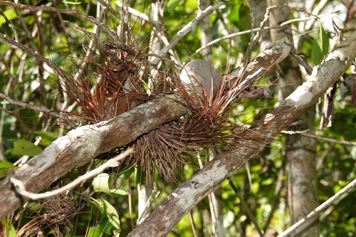 Tillandsia tenuifolia