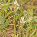 Chloraea philippii - Photo (c) Patrich Cerpa, todos los derechos reservados, subido por Patrich Cerpa