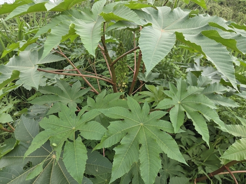 castor bean