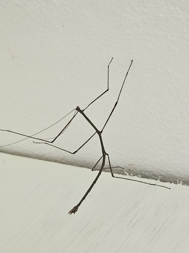 Bacteria Stick Insects