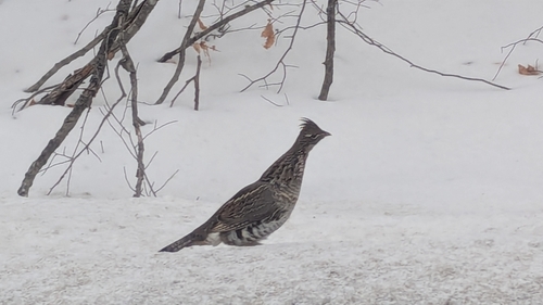 Ruffed Grouse observed by gardenofedir