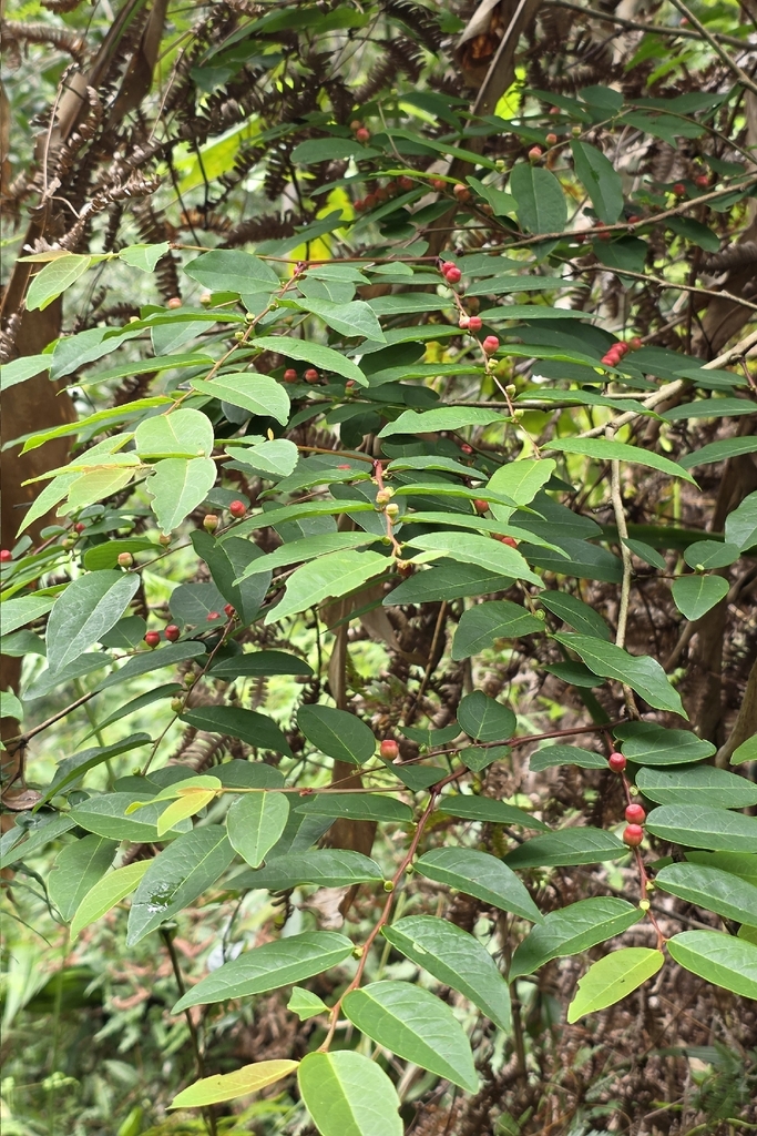 Breynia in December 2025 by Thomas.CYH · iNaturalist