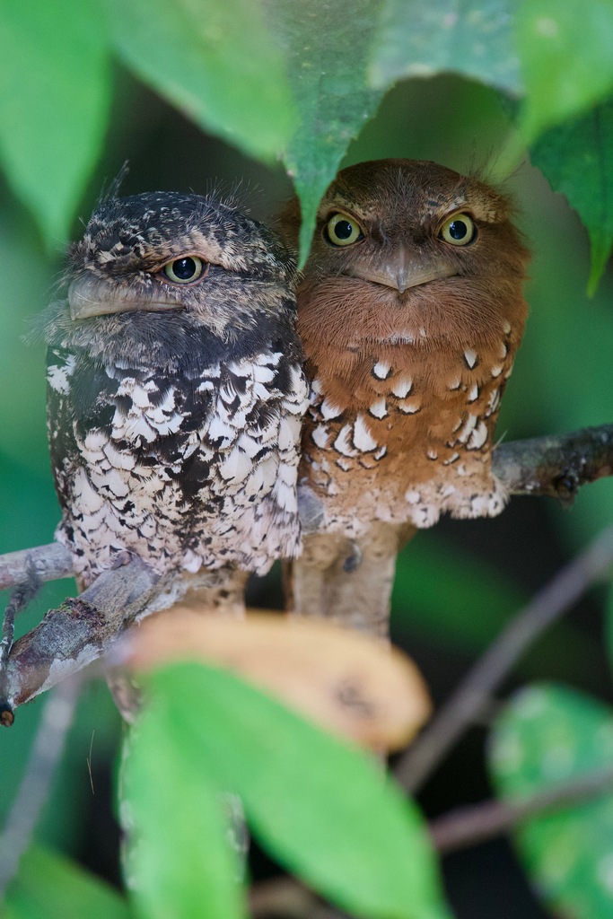 Sunda Frogmouth photo