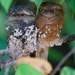 Sunda Frogmouth - Photo (c) HUANG QIN, all rights reserved, uploaded by HUANG QIN