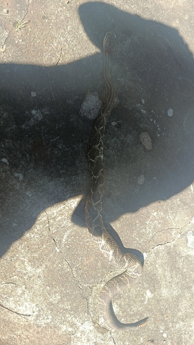 Neotropical Rattlesnake