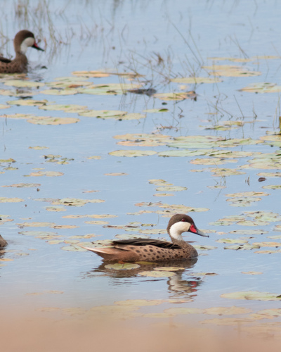White-cheeked Pintail