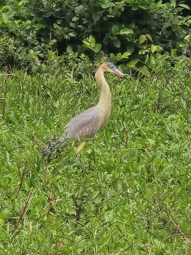 Whistling Heron