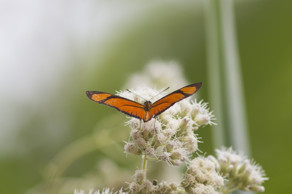 Small Flambeau from Piracicaba, SP, Brasil on April 20, 2014 at 10:27 ...