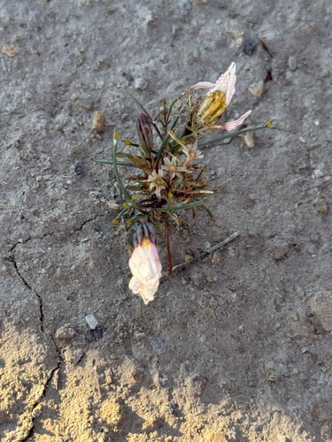 Hole-in-the-sand Plant