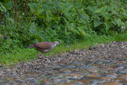 White-throated Quail-Dove