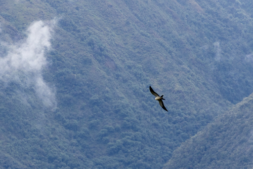 Swallow-tailed Kite