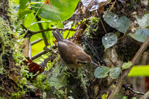 Mountain Wren