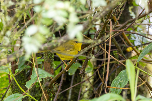 Citrine Warbler