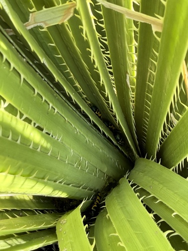Thrincopyge alacris