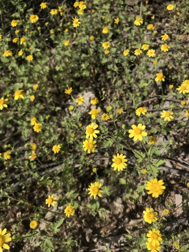 Perityle californica