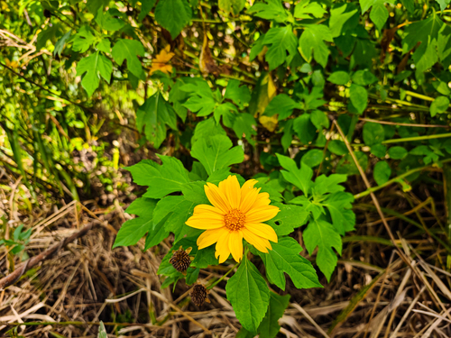 Mexican sunflower