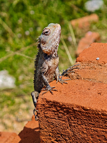 Indian Garden Lizard
