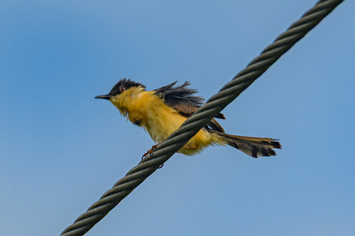 Ashy Prinia