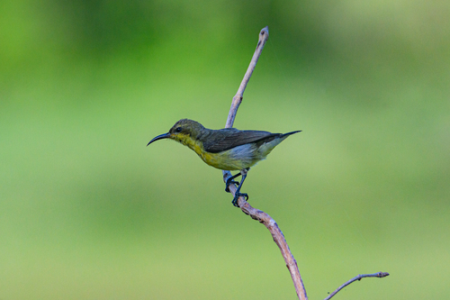 Purple Sunbird