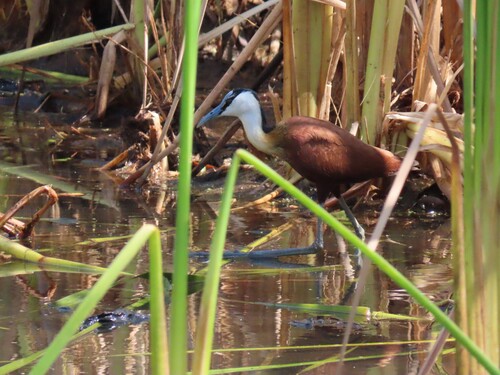 African Jacana