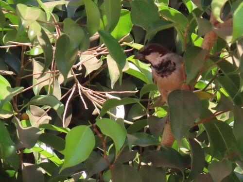 House Sparrow
