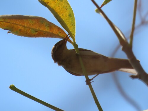 Willow Warbler