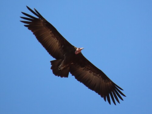 Hooded Vulture