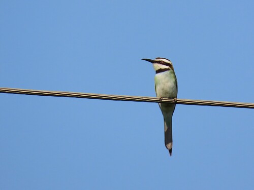 White-throated Bee-eater